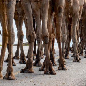 Natasha Artushin, "On Their Way to Sudan", Central Ethiopia 2018, Framed 16"x20". $90
