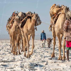 Misha Tuvin, "Salt Couriers", Danakil Depression, Ethiopia 2018, Framed 16"x20". $90