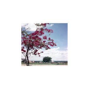 Nikolay Drachinsky. Sudanese Landscape, 1957. © Nikolay Drachinsky archive, courtesy of Alla Vakhromeeva, Archive Paper 14"x14", $500