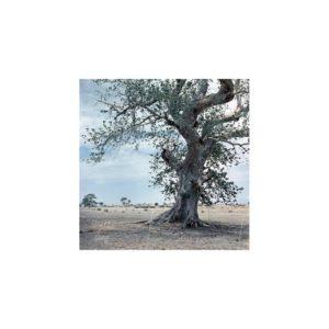 Nikolay Drachinsky. Outskirts of the City Al Manaqil, Upper Nile Province. Sudan, 1957. © Nikolay Drachinsky archive, courtesy of Alla Vakhromeeva, Archive Paper 14"x14", $500