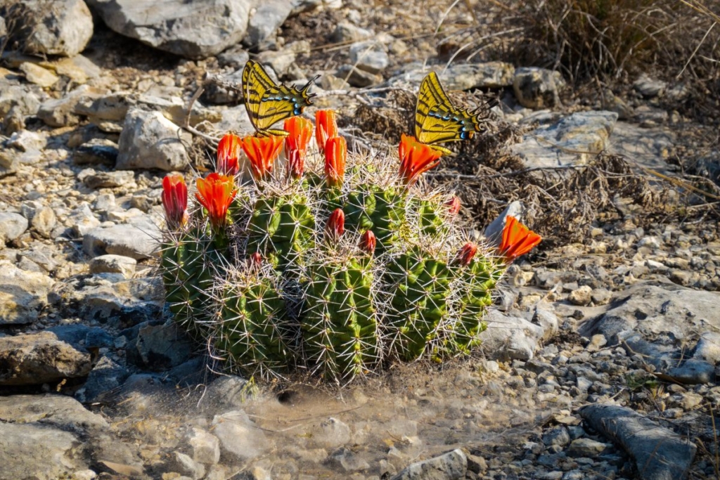 Condors, 12x18, Cromogenic print, glossy finish, matted in 18x24 frame, $95